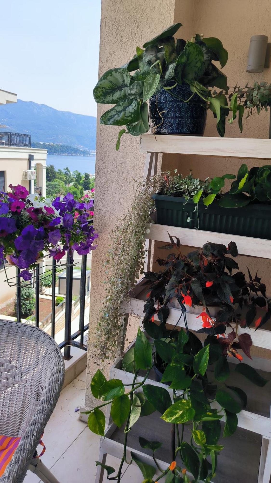 Centre Blue * Budva